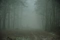 Foggy mysterious forest on a cloudy autumn day. Royalty Free Stock Photo