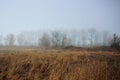 Foggy mysterious forest on a cloudy autumn day. Royalty Free Stock Photo