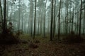 Foggy mysterious forest on a cloudy autumn day. Royalty Free Stock Photo