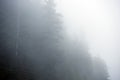 Foggy Mysterious Forest