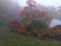 Foggy mysterious garden