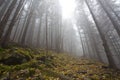 Foggy mystery forest with trees in fall