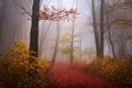 Foggy mystic forest