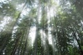 Foggy mystical forest , beautiful misty fir tree forest with sunrays, atmospheric view, morning forest