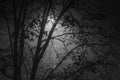 Foggy night. Street Lantern behind a tree Royalty Free Stock Photo