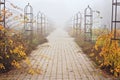 Foggy November day in a park Royalty Free Stock Photo