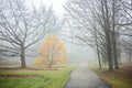 Foggy November day in a park Royalty Free Stock Photo