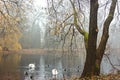 Foggy November day in a park Royalty Free Stock Photo