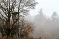 Foggy november landscape