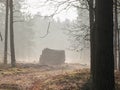 Foggy November morning in the woods.