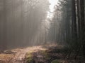 Foggy November morning in the woods.