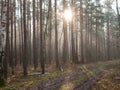 Foggy November morning in the woods.