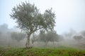 Foggy Olive Grove in Douro Valley Landscape in Winter Royalty Free Stock Photo