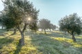 Foggy olive grove in morning dew and hazy sunlight Landscape Royalty Free Stock Photo