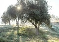 Foggy olive grove in morning dew and hazy sunlight Landscape Royalty Free Stock Photo