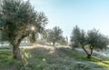 Foggy olive grove in morning dew and hazy sunlight Landscape Royalty Free Stock Photo