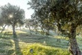 Foggy olive grove in morning dew and hazy sunlight Landscape Royalty Free Stock Photo