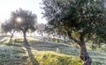 Foggy olive grove in morning dew and hazy sunlight Landscape Royalty Free Stock Photo