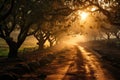 Foggy Orchard Morning Apple orchard covered in morning - stock photo concepts