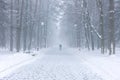 Foggy park in winter. lone man walking on park alley