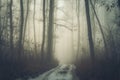 Foggy path in the forest.