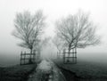 Foggy path surrounding by trees Royalty Free Stock Photo