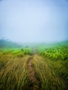 Foggy pathway meanders through a lush green field of tall grass. Royalty Free Stock Photo