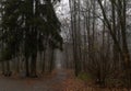 Foggy pathway in a park Royalty Free Stock Photo