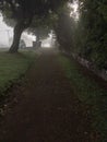 Foggy pathway under shadowy trees Royalty Free Stock Photo