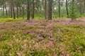 Foggy pine forest with blooming heather Calluna vulgaris, ling