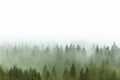 Foggy pine forest