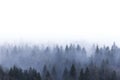 Foggy pine forest