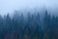 Foggy pine trees on mountain slope