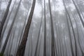 Foggy pine woods