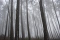 Foggy pine woods