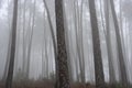 Foggy pine woods