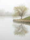 Foggy pond Royalty Free Stock Photo