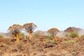 Foggy mystic Quiver trees Kokerboom sunrise, Namibia Royalty Free Stock Photo