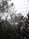 Foggy rain forest, borneo, malaysia Royalty Free Stock Photo