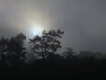 Foggy rain forest, borneo, malaysia Royalty Free Stock Photo