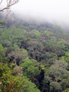 Foggy rain forest, borneo, malaysia