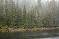 Foggy Rain Forest