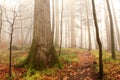 Foggy Rainbow Falls Trail