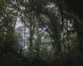 Foggy rainforest in Monteverde