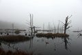 Foggy reflection at the swamp Royalty Free Stock Photo