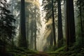 Foggy redwood forest in California, United States of America, Early morning fog enveloping a towering, ancient forest, AI Royalty Free Stock Photo