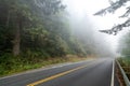 Foggy redwood forest landscape, Humboldt County, Northern California Royalty Free Stock Photo