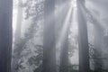 Foggy Redwood Forest with Sunbeams Royalty Free Stock Photo
