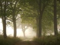 Foggy road