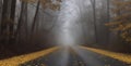 Foggy road in the autumn forest with yellow trees and fog